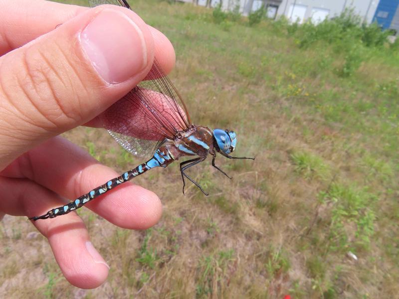 Photo of Blue-eyed Darner