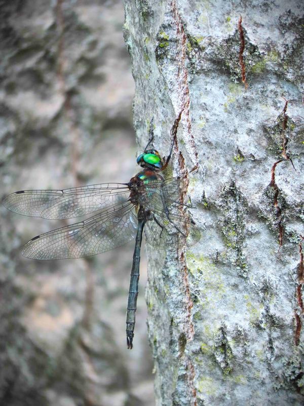 Photo of Williamson's Emerald