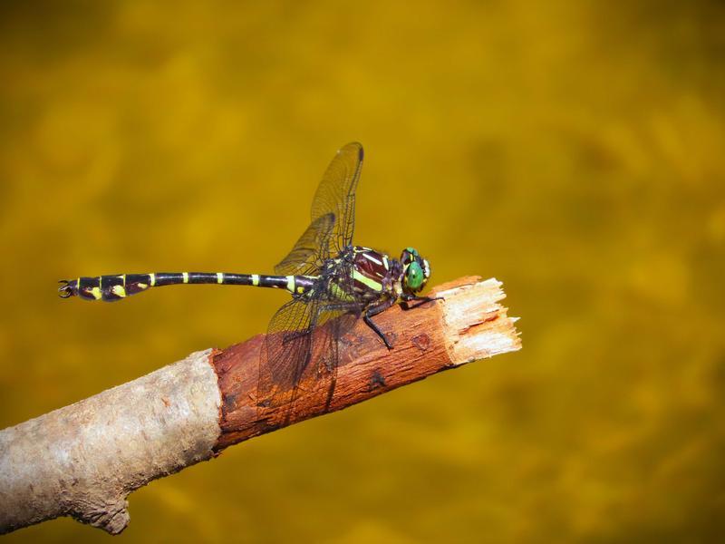 Photo of Zebra Clubtail