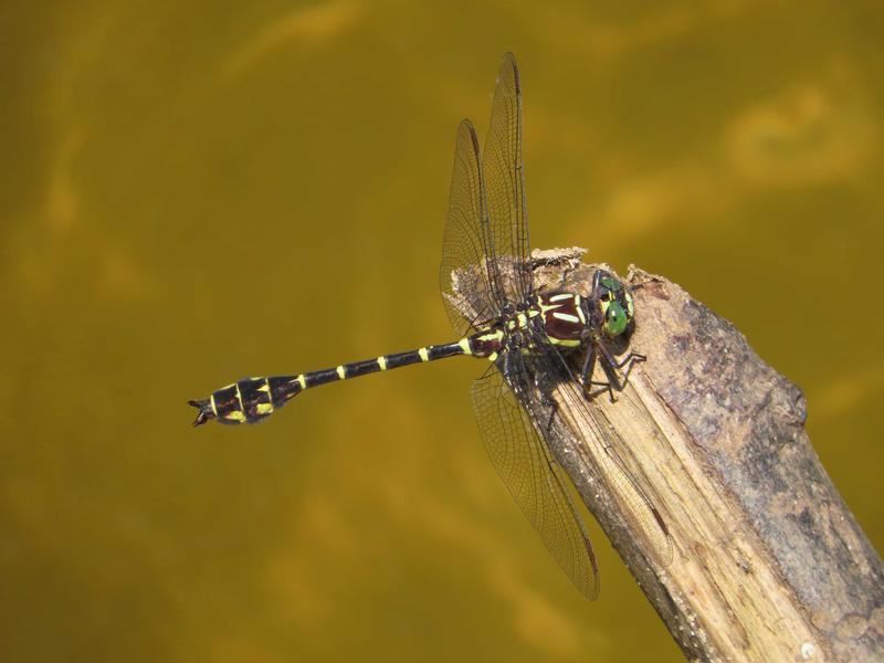 Photo of Zebra Clubtail