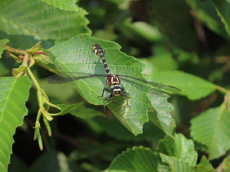 Photo of Zebra Clubtail