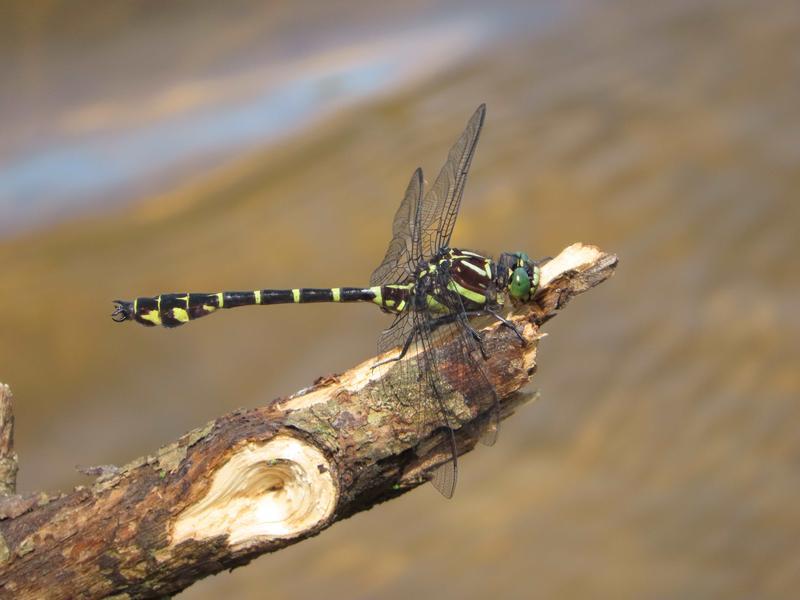 Photo of Zebra Clubtail