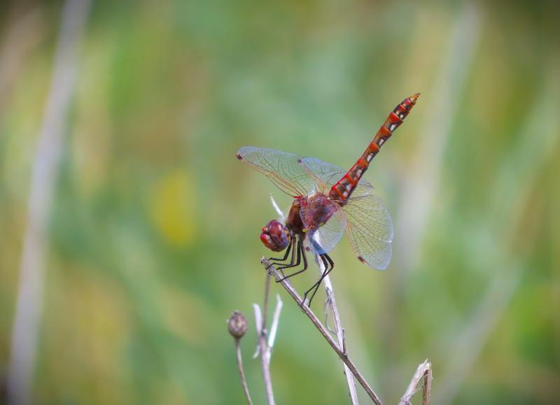 Photo of Variegated Meadowhawk