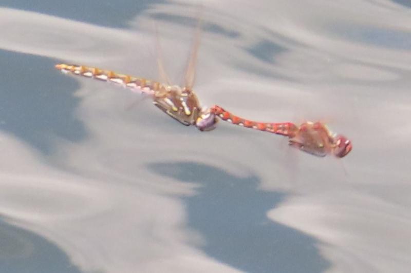 Photo of Variegated Meadowhawk