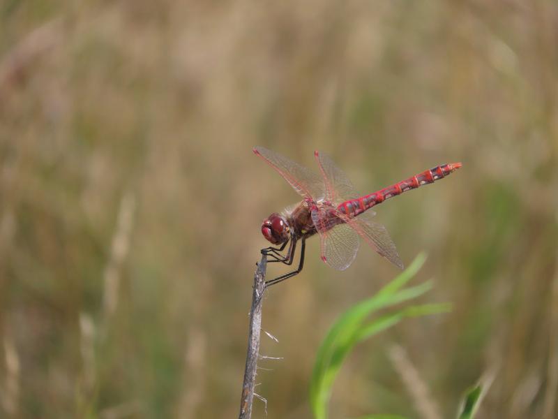 Photo of Variegated Meadowhawk