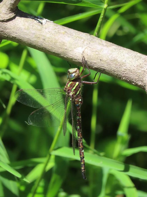 Photo of Shadow Darner