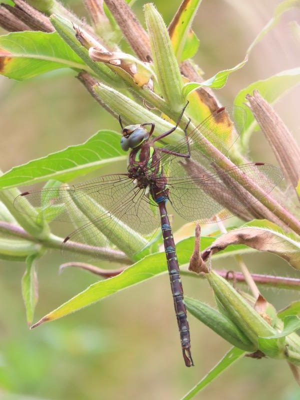 Photo of Shadow Darner