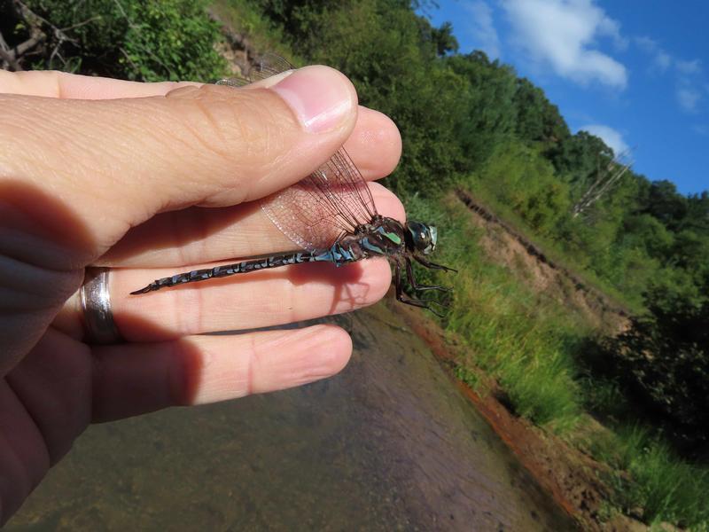 Photo of Canada Darner