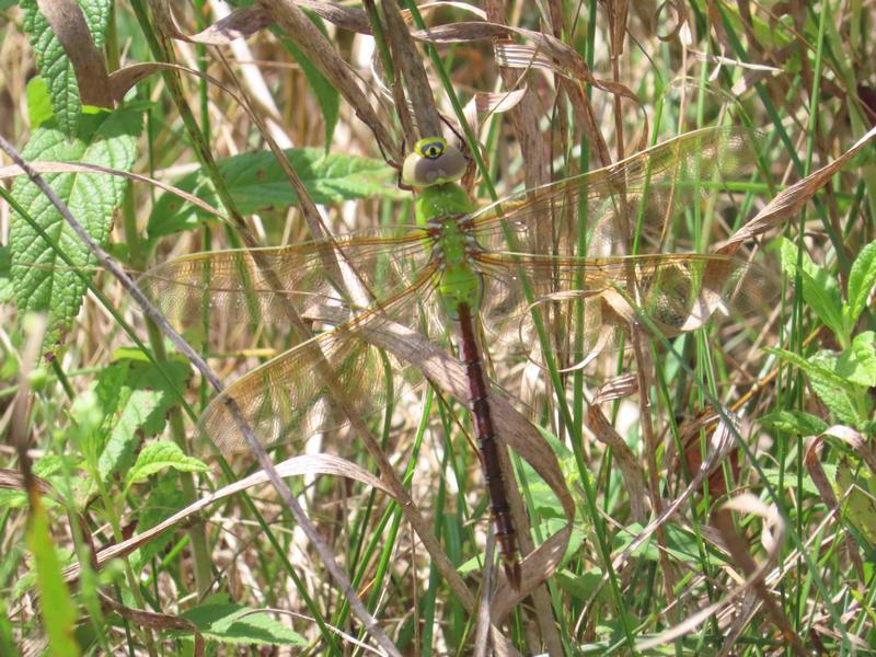 Photo of Common Green Darner