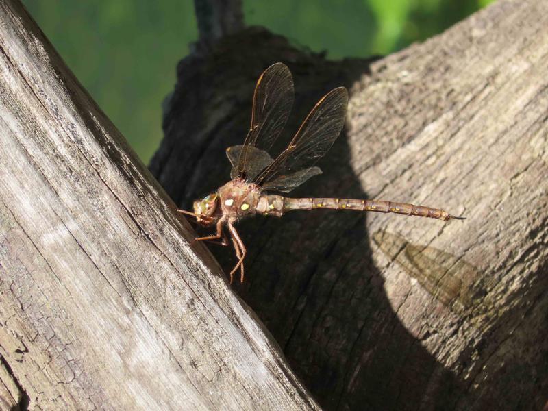 Photo of Fawn Darner