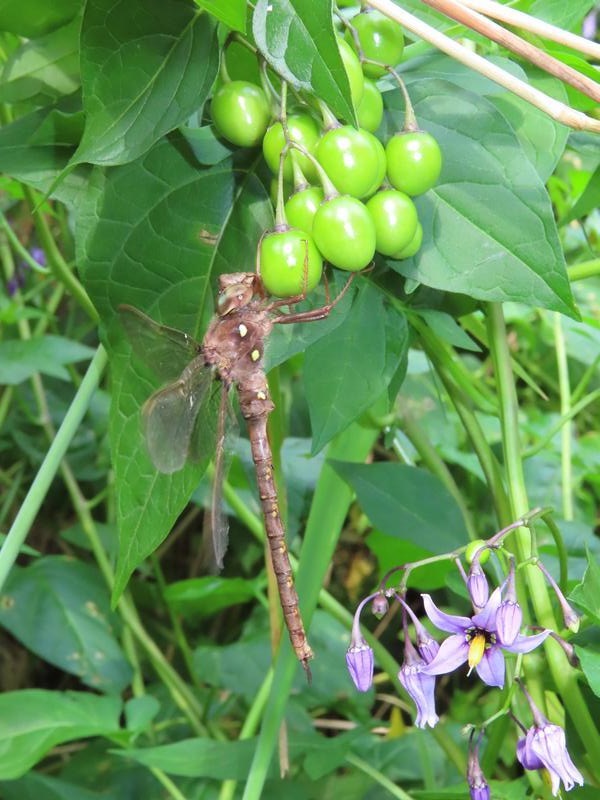 Photo of Fawn Darner