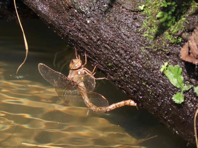 Photo of Fawn Darner