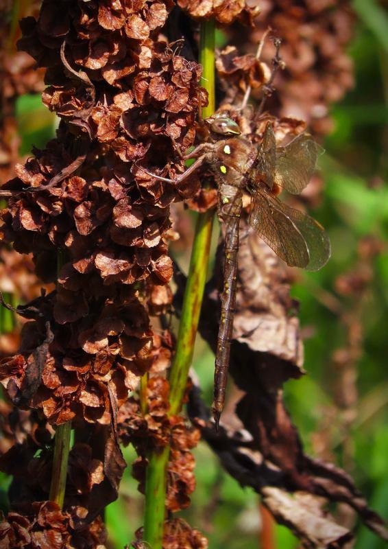 Photo of Fawn Darner