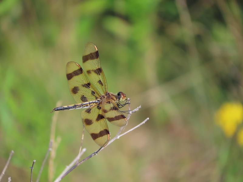 Photo of Halloween Pennant