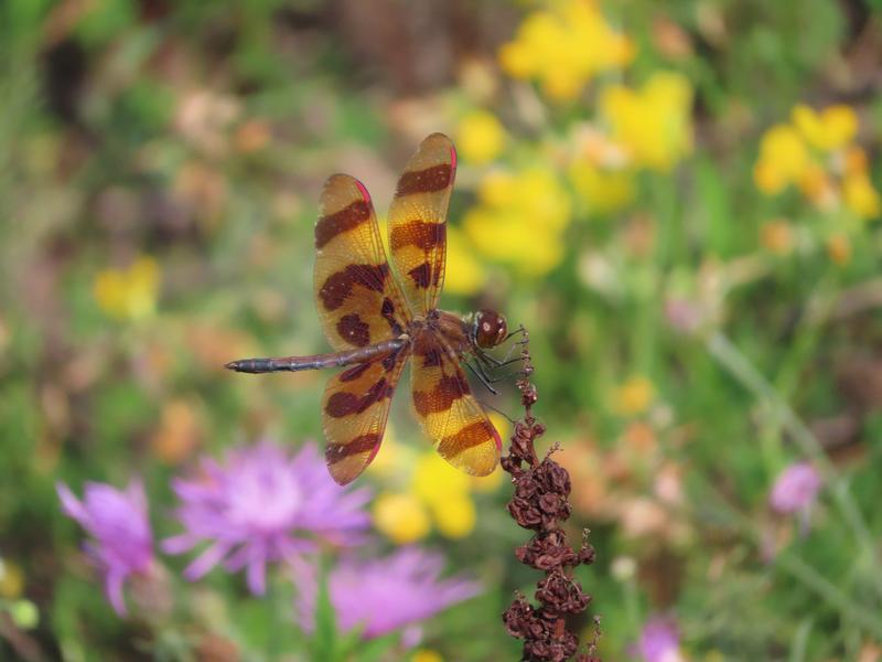 Photo of Halloween Pennant