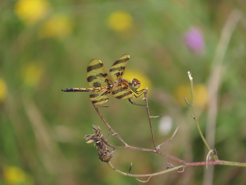 Photo of Halloween Pennant