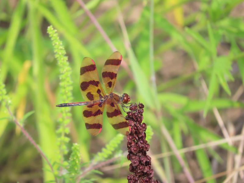 Photo of Halloween Pennant