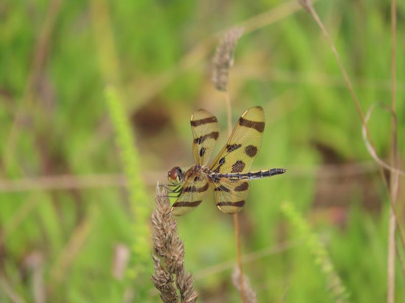 Photo of Halloween Pennant