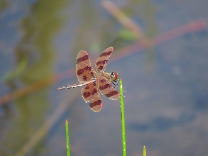 Photo of Halloween Pennant