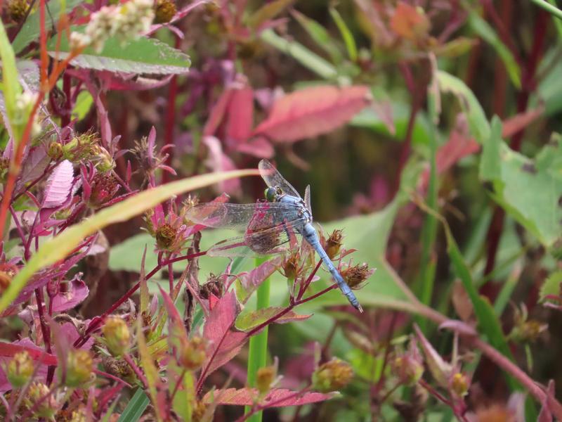 Photo of Eastern Pondhawk