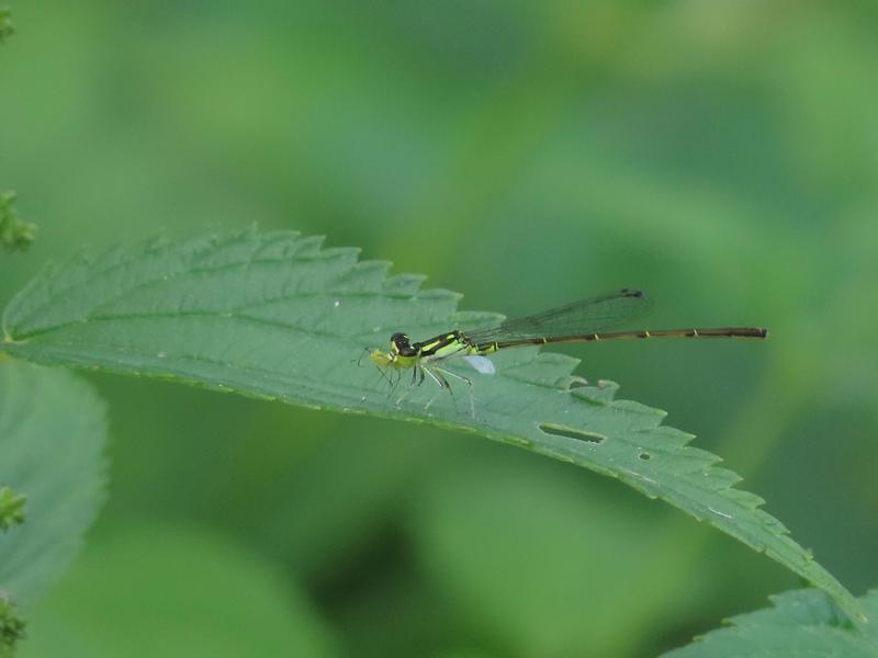 Photo of Fragile Forktail