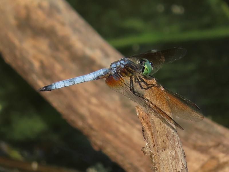 Photo of Blue Dasher