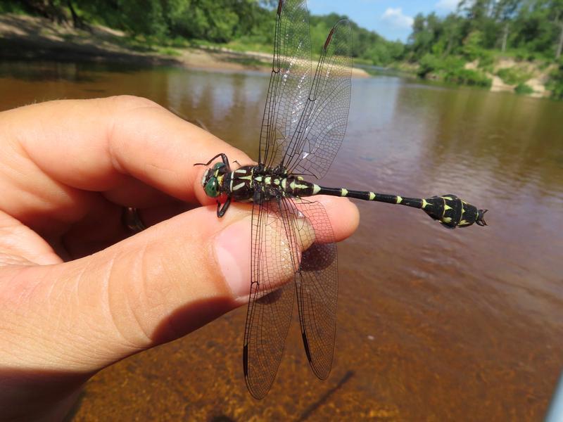 Photo of Zebra Clubtail