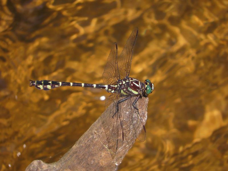 Photo of Zebra Clubtail