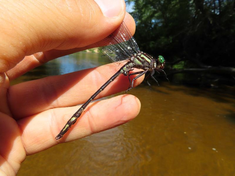 Photo of Arrow Clubtail