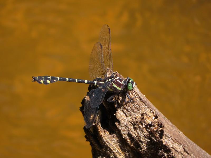 Photo of Zebra Clubtail