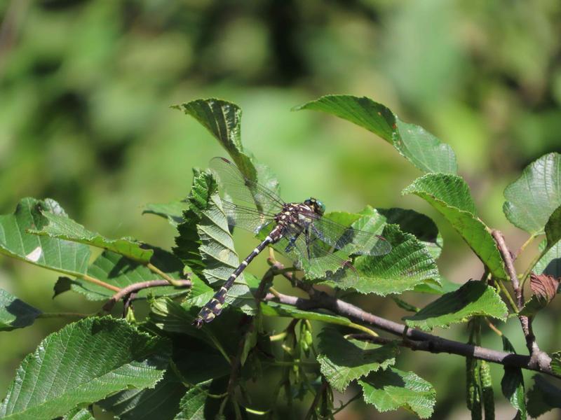 Photo of Zebra Clubtail