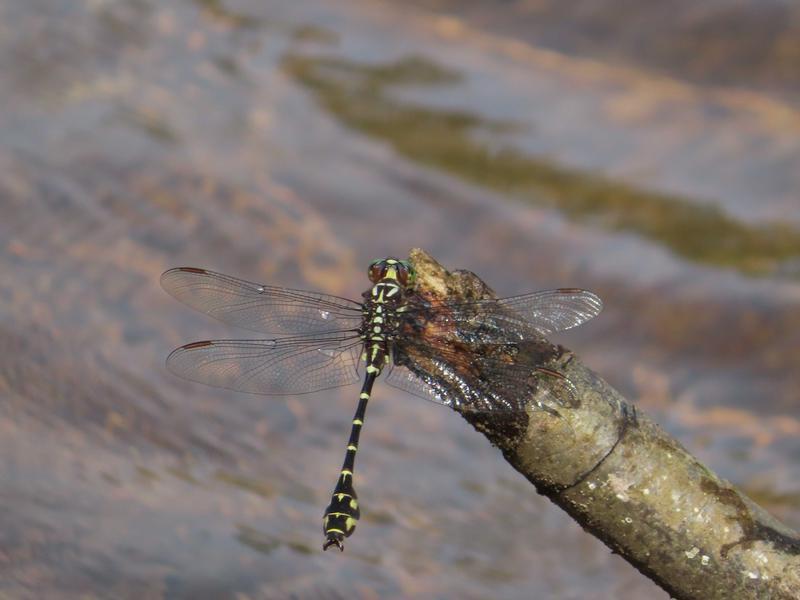 Photo of Zebra Clubtail