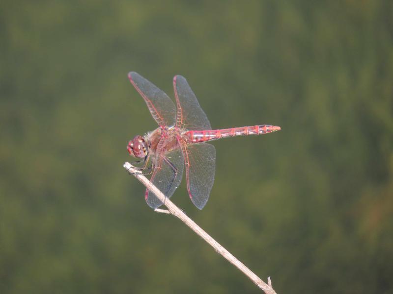 Photo of Variegated Meadowhawk