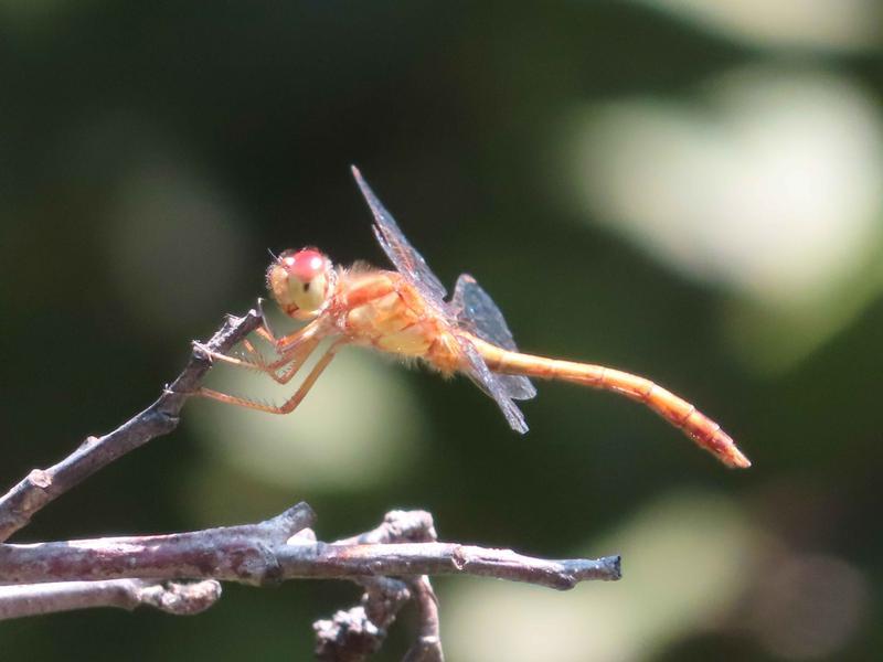 Photo of Autumn Meadowhawk