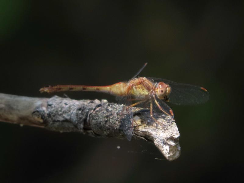 Photo of Autumn Meadowhawk