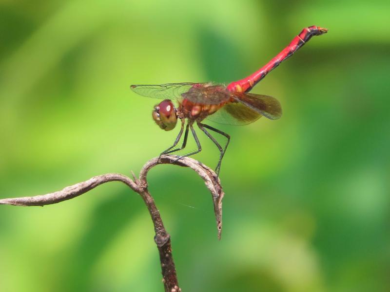 Photo of Band-winged Meadowhawk