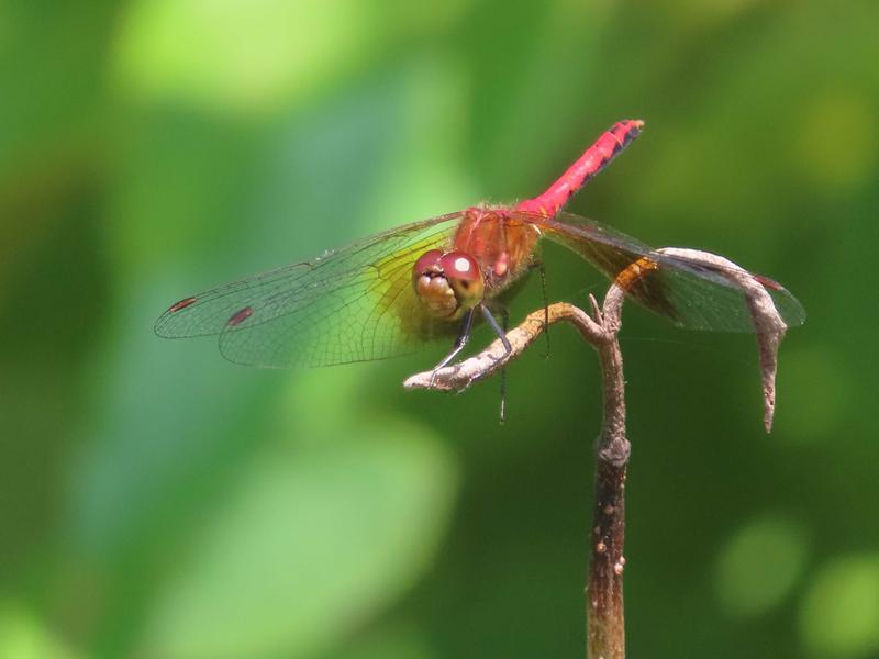 Photo of Band-winged Meadowhawk