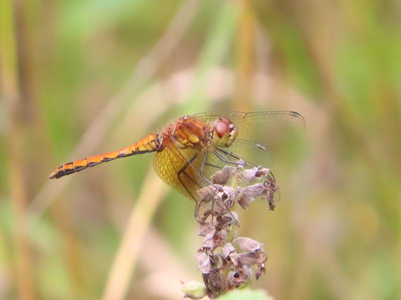 Photo of Band-winged Meadowhawk