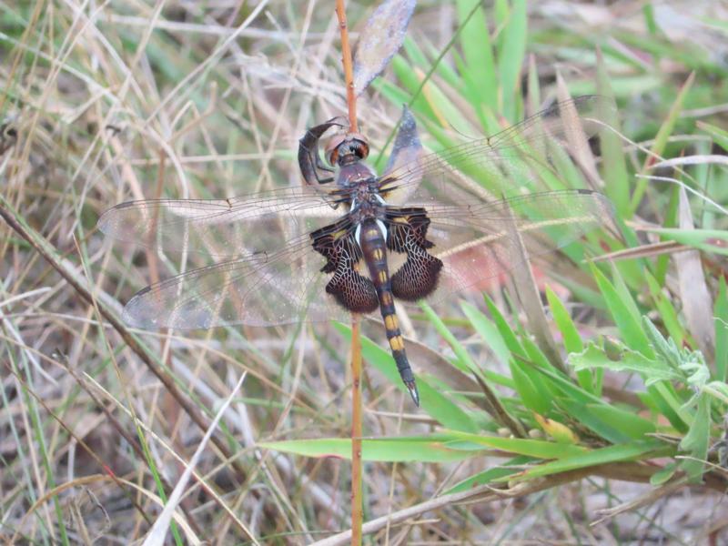 Photo of Black Saddlebags