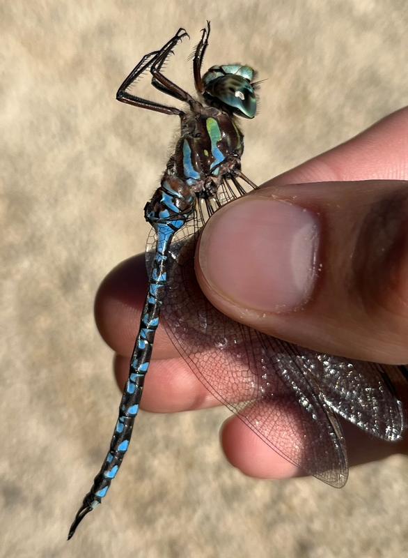 Photo of Canada Darner