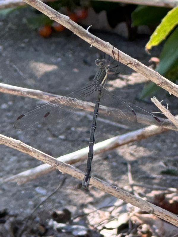 Photo of Great Spreadwing