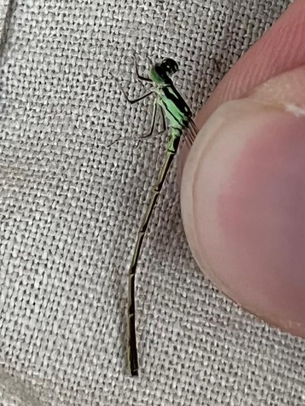 Photo of Fragile Forktail