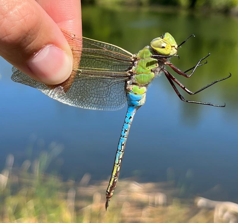 Photo of Common Green Darner