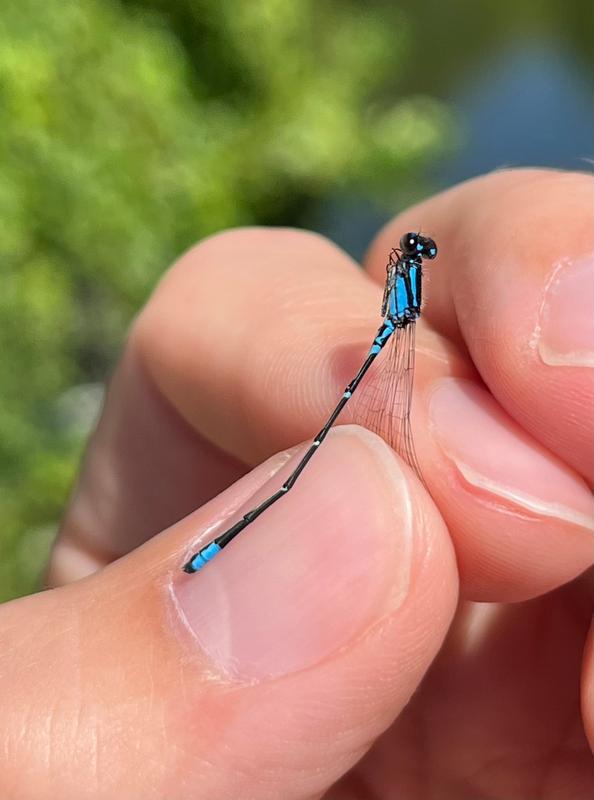 Photo of Skimming Bluet