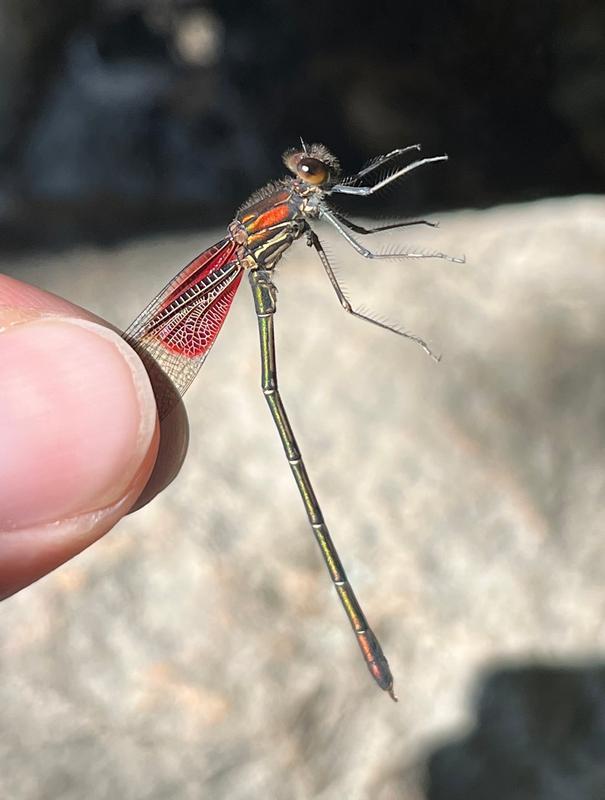 Photo of American Rubyspot