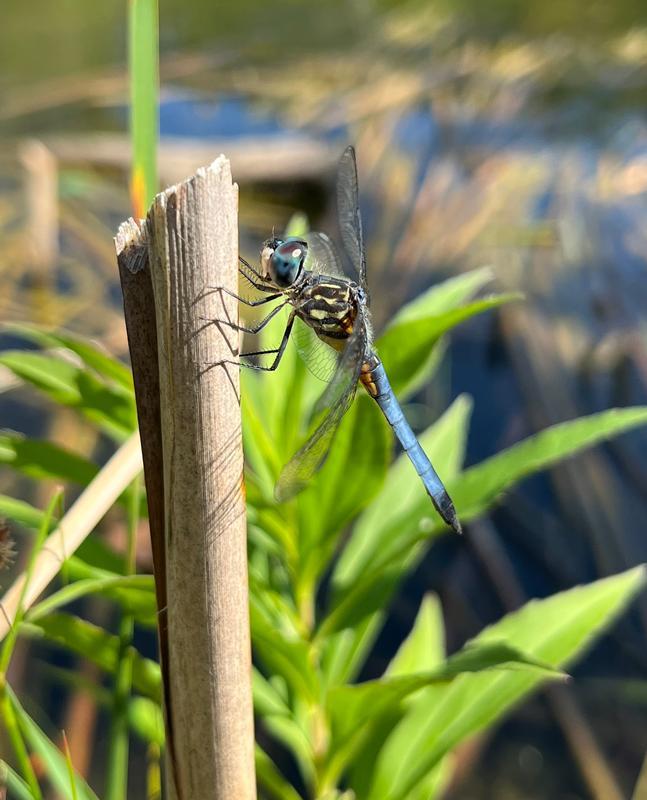 Photo of Blue Dasher