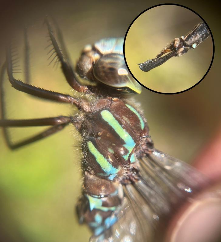 Photo of Shadow Darner