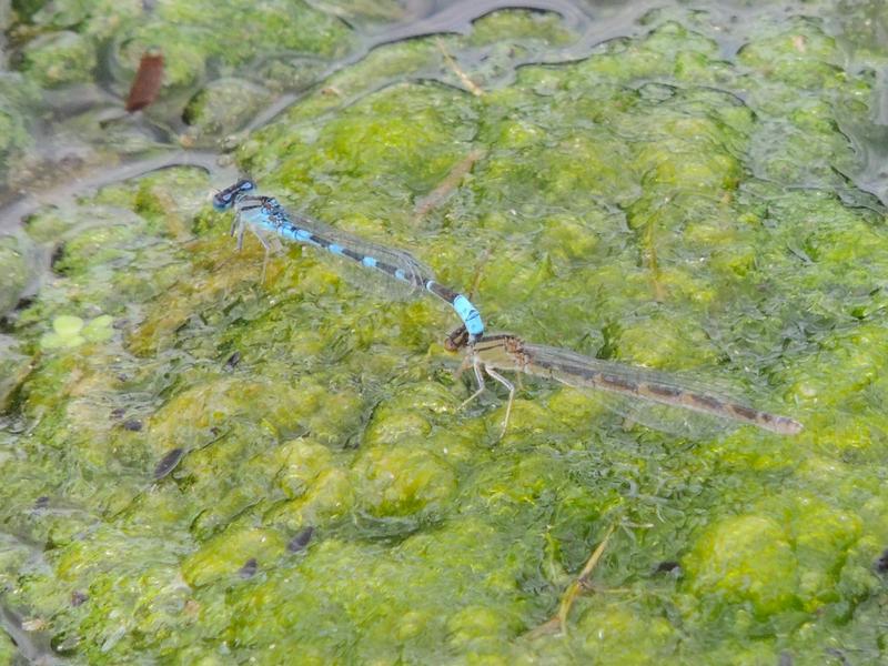 Photo of Tule Bluet