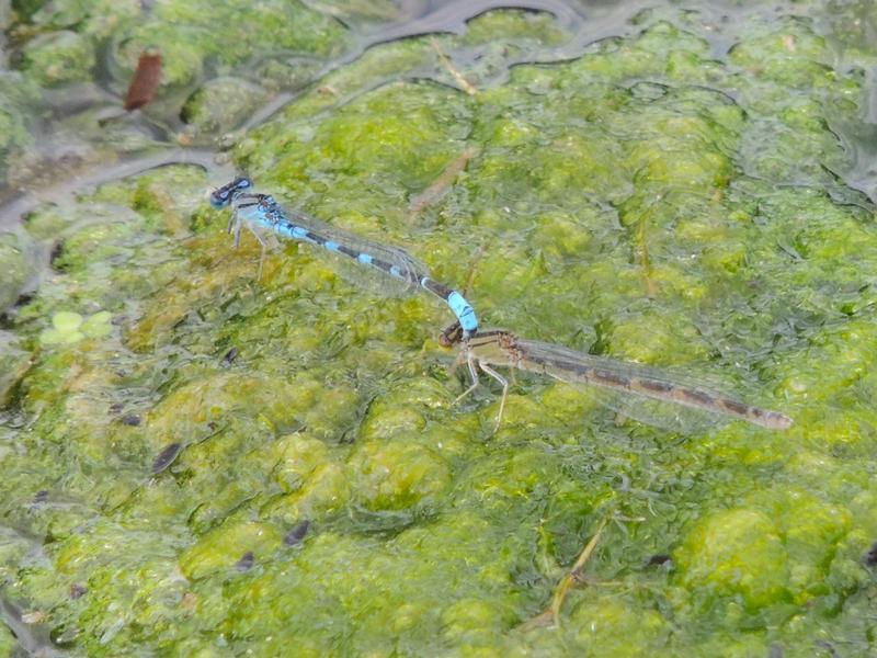 Photo of Tule Bluet