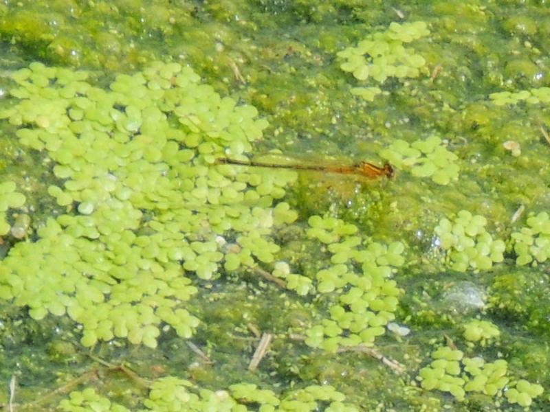 Photo of Eastern Forktail